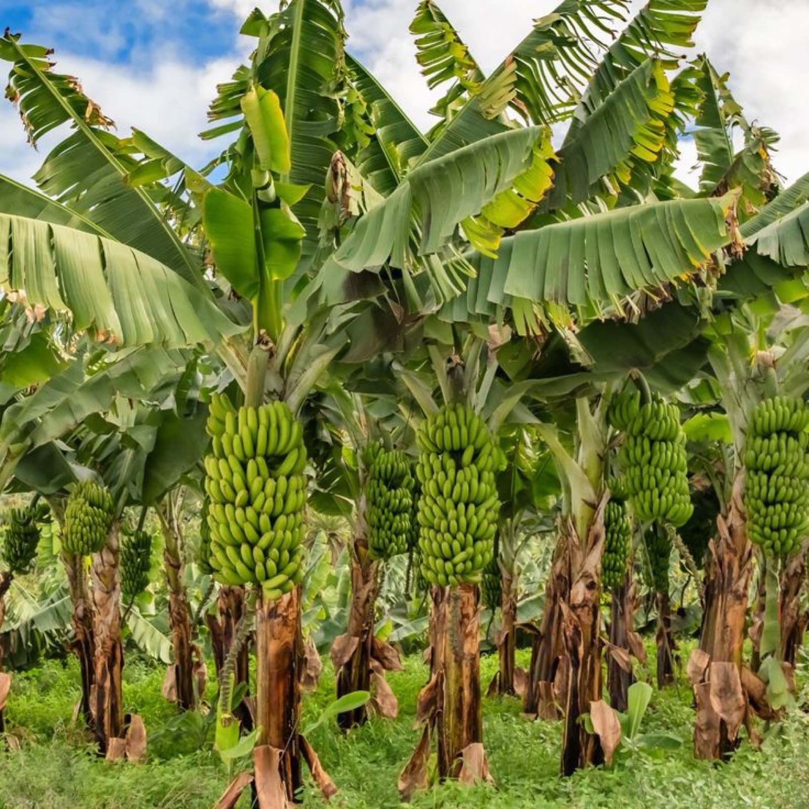 Banane