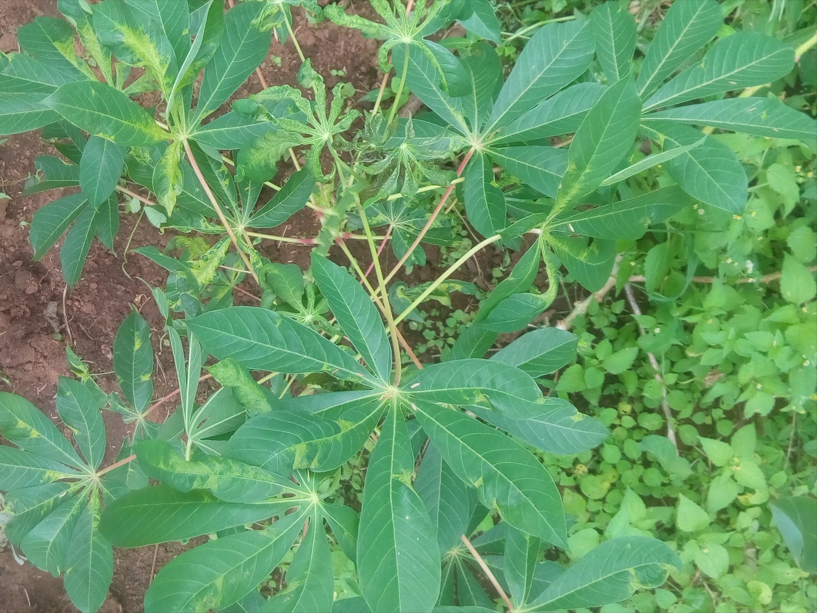 Manioc